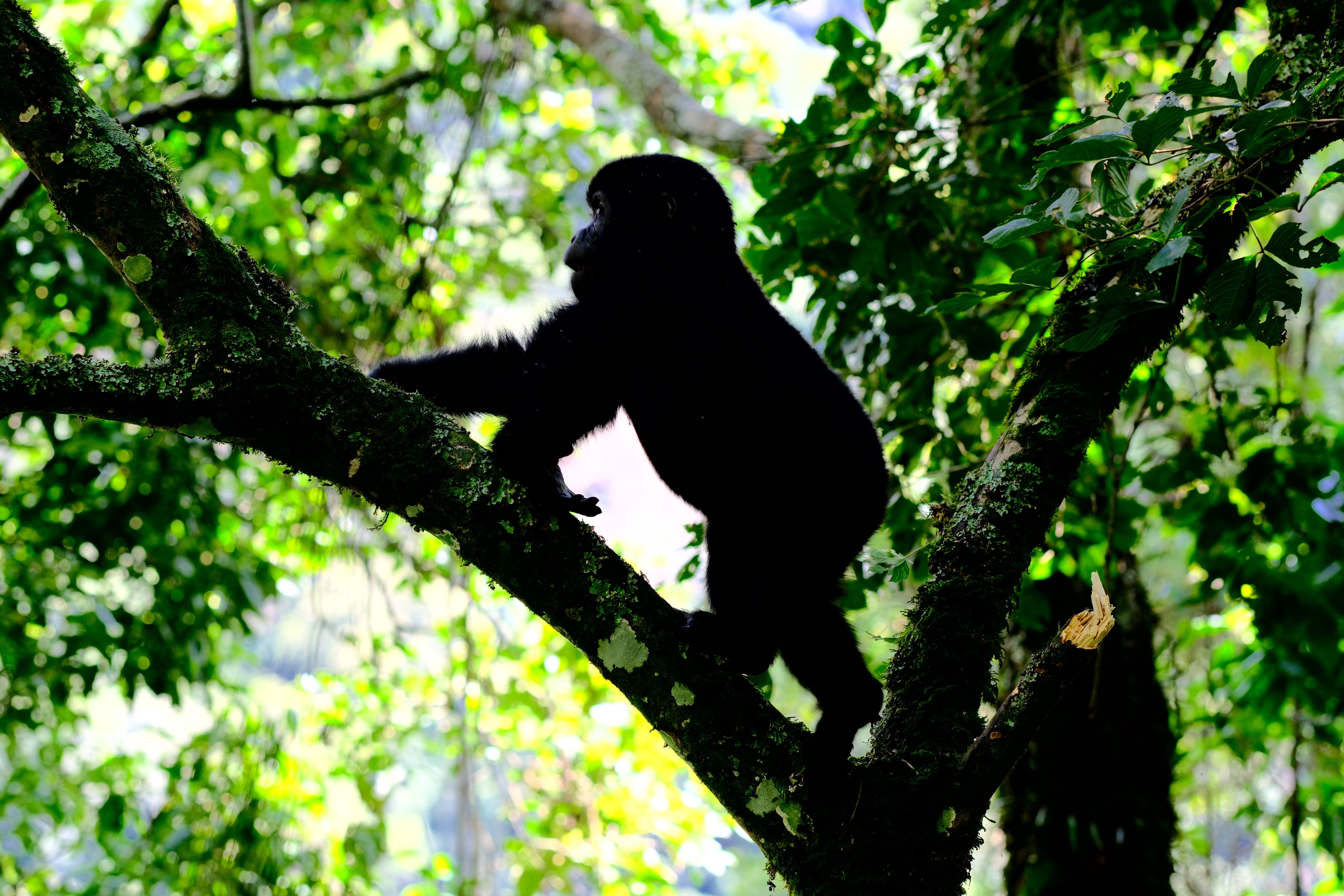 Uganda